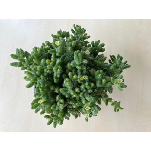 Delosperma echinatum