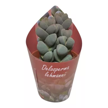 Delosperma lehmannii