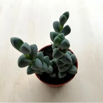 Delosperma lehmannii