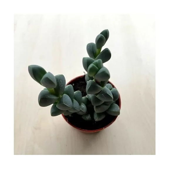 Delosperma lehmannii