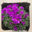 Delosperma spalmanthoides