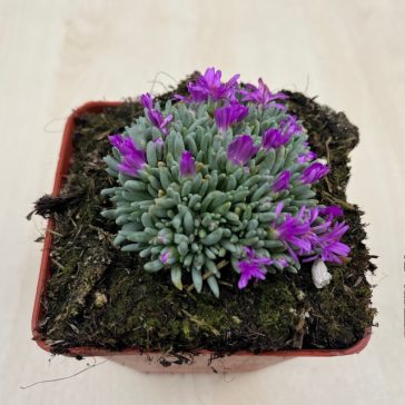 Delosperma spalmanthoides
