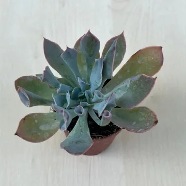 Echeveria 'Trumpet Pinky'
