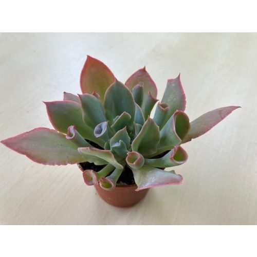 Echeveria 'Trumpet Pinky'