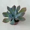 Echeveria 'Trumpet Pinky'