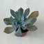 Echeveria 'Trumpet Pinky'