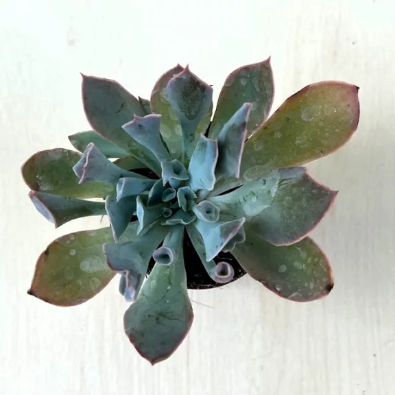 Echeveria 'Trumpet Pinky'