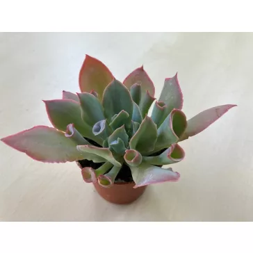 Echeveria 'Trumpet Pinky'
