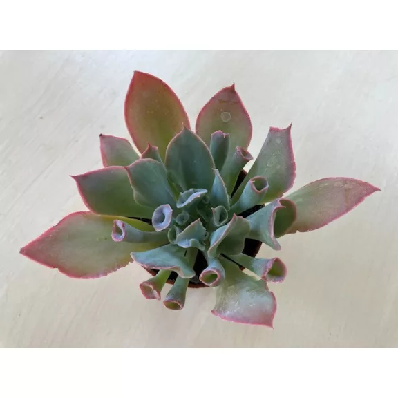 Echeveria 'Trumpet Pinky'