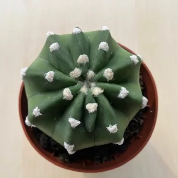 Echinopsis subdenudata