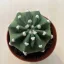 Echinopsis subdenudata