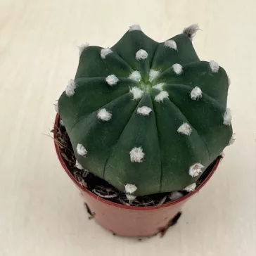 Echinopsis subdenudata