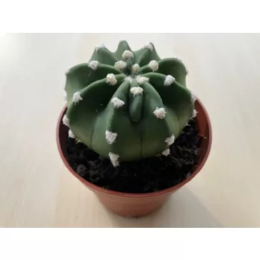 Echinopsis subdenudata