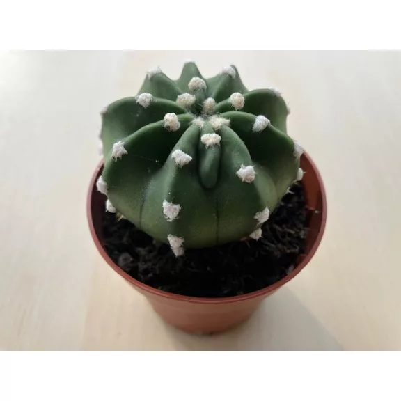 Echinopsis subdenudata