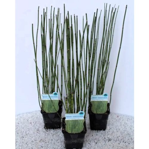 Equisetum hyemale – Téli zsurló