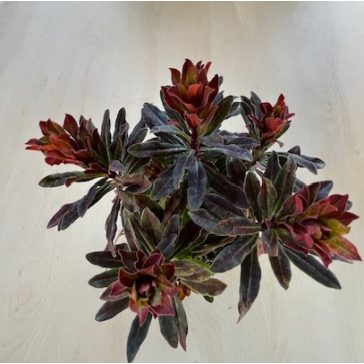 Bordó erdei kutyatej