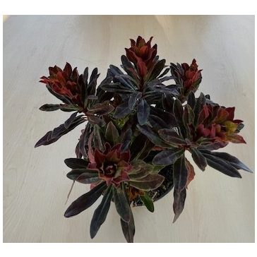 Bordó erdei kutyatej