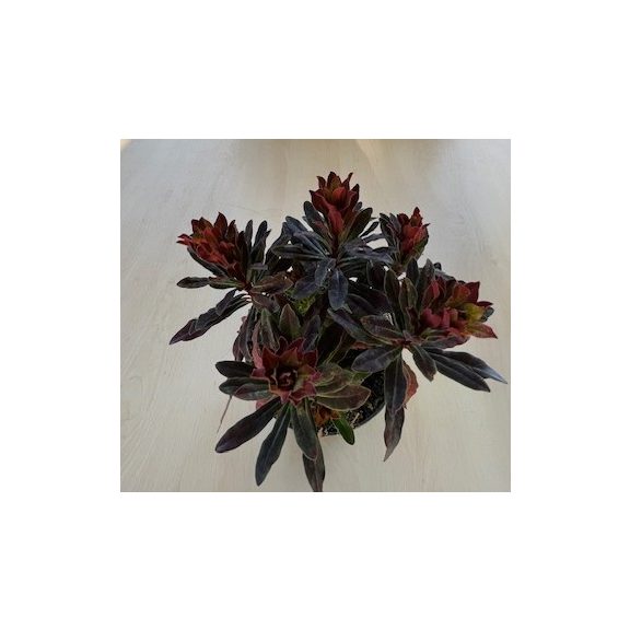 Bordó erdei kutyatej