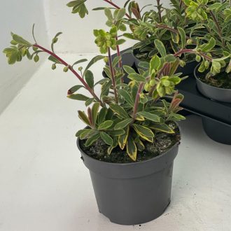 Euphorbia × martinii 