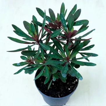 Euphorbia 'Miner's Merlot' kutyatej