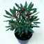 Euphorbia 'Miner's Merlot' kutyatej