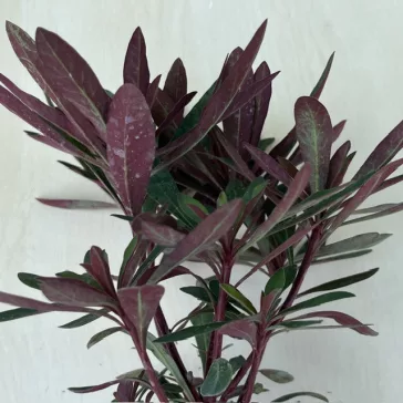 Euphorbia 'Miner's Merlot' kutyatej