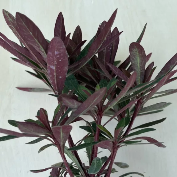 Euphorbia 'Miner's Merlot' kutyatej