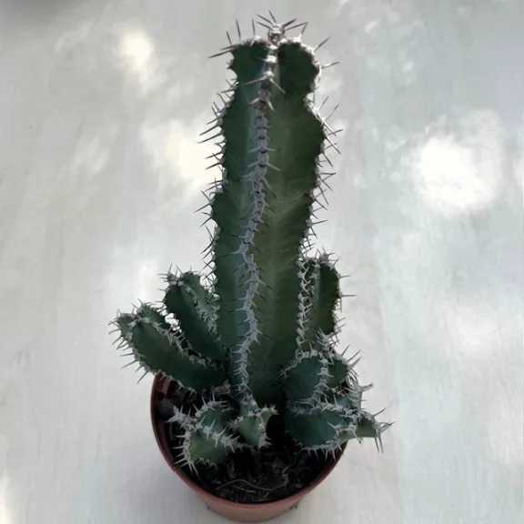 Euphorbia polyacantha Euphorbia polyacantha