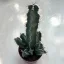Euphorbia polyacantha
