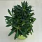 Euphorbia - Kutyatej
