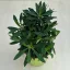 Euphorbia - Kutyatej