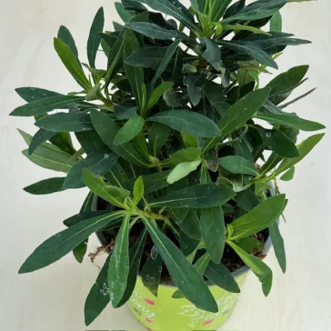 Euphorbia - Kutyatej