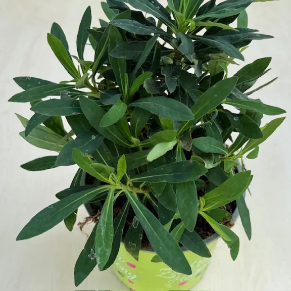 Euphorbia - Kutyatej