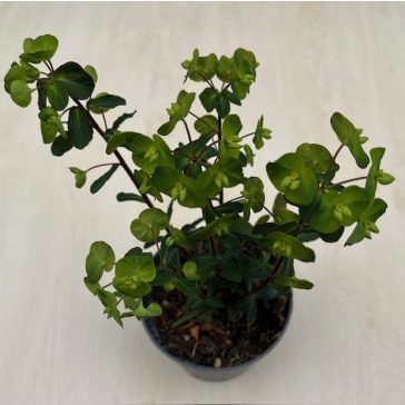Euphorbia - Kutyatej