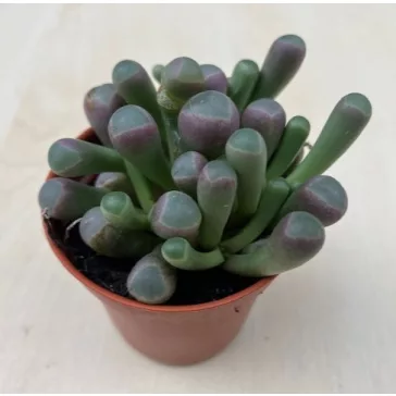 Ablakvirág - Fenestraria Aurantiaca
