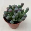 Ablakvirág - Fenestraria Aurantiaca