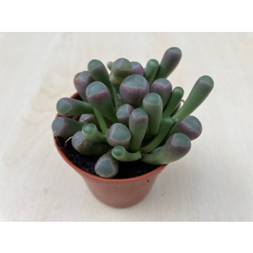 Ablakvirág - Fenestraria Aurantiaca