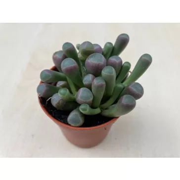 Ablakvirág - Fenestraria Aurantiaca