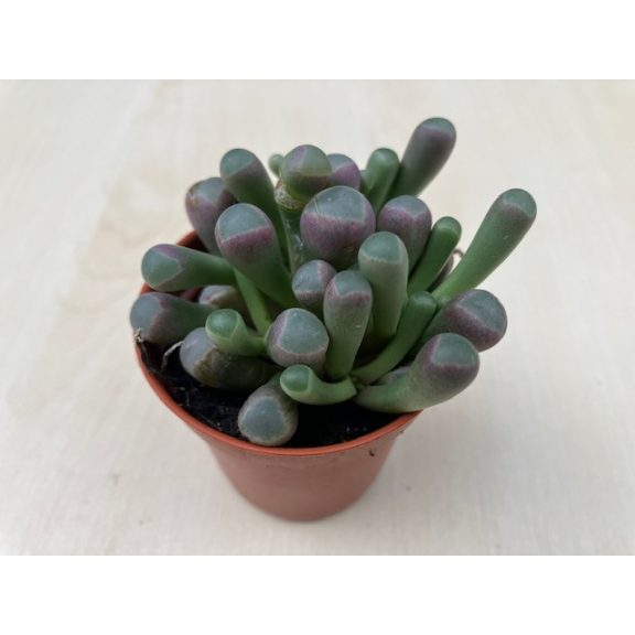 Ablakvirág - Fenestraria Aurantiaca