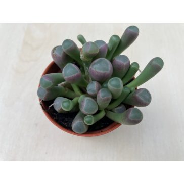 Ablakvirág - Fenestraria Aurantiaca