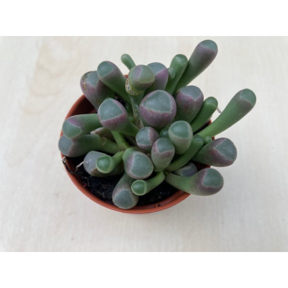 Ablakvirág - Fenestraria Aurantiaca
