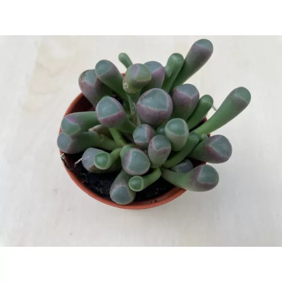 Ablakvirág - Fenestraria Aurantiaca