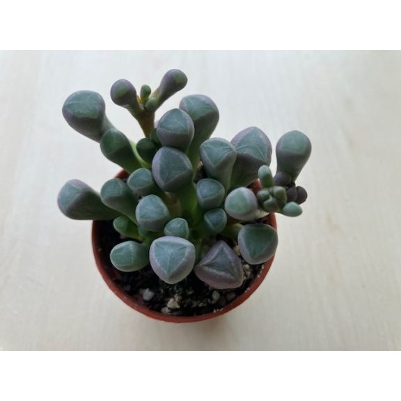 Ablakvirág - Fenestraria Aurantiaca