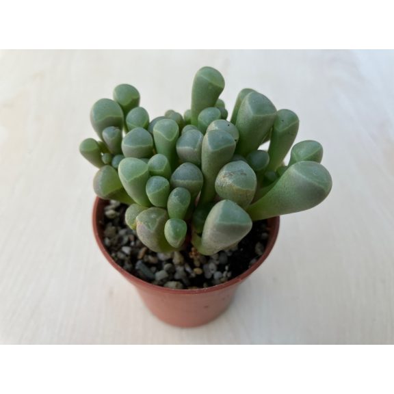 Ablakvirág - Fenestraria Aurantiaca