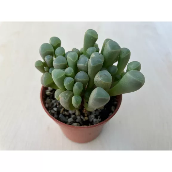 Ablakvirág - Fenestraria Aurantiaca