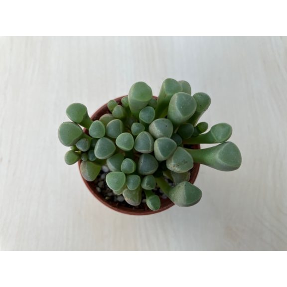 Ablakvirág - Fenestraria Aurantiaca