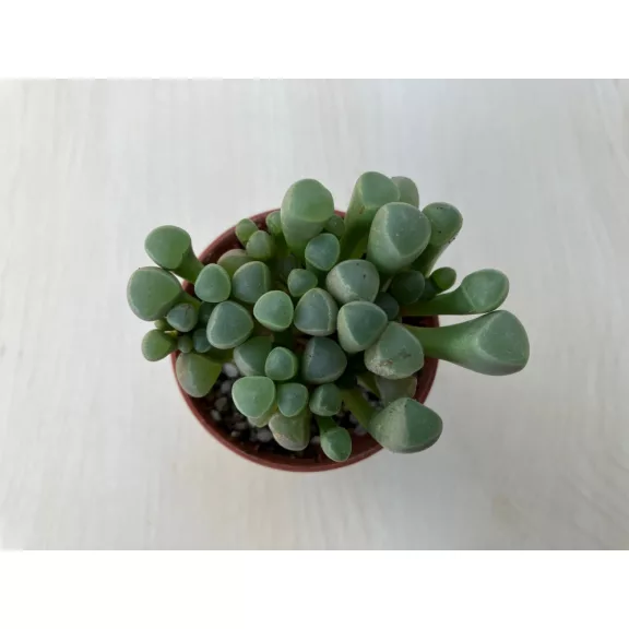 Ablakvirág - Fenestraria Aurantiaca