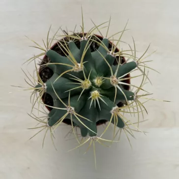 Ferocactus histrix