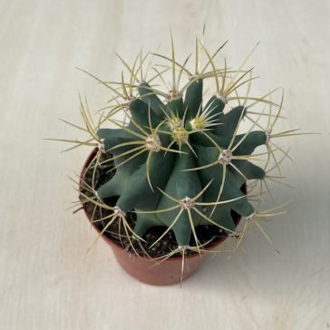 Ferocactus histrix