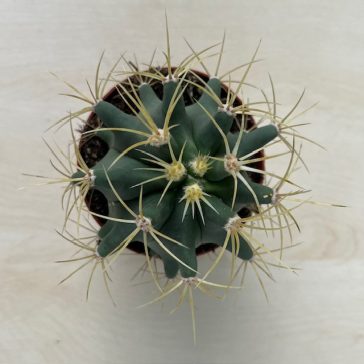 Ferocactus histrix